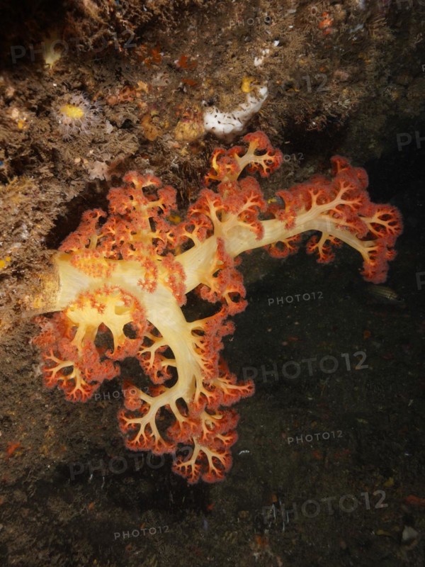 Red tree coral