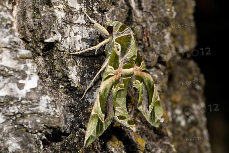 Oleander hawk moth with closed wings hanging on tree trunk seen from the back left