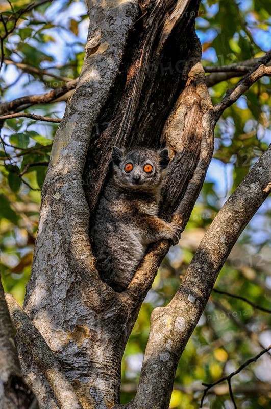 White-footed Sportive Lemur