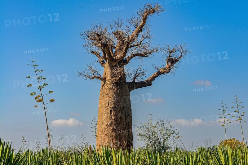 Hube baobab tree in the Berenty private reserve