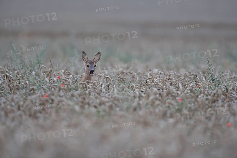 Roe deer