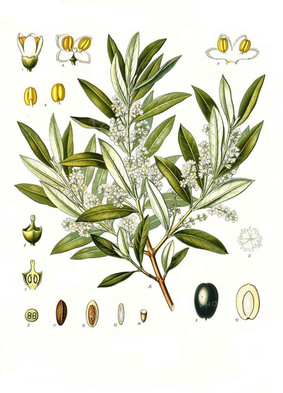 Medicinal plant