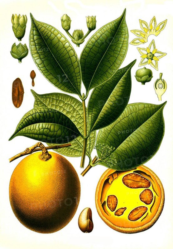 Medicinal plant