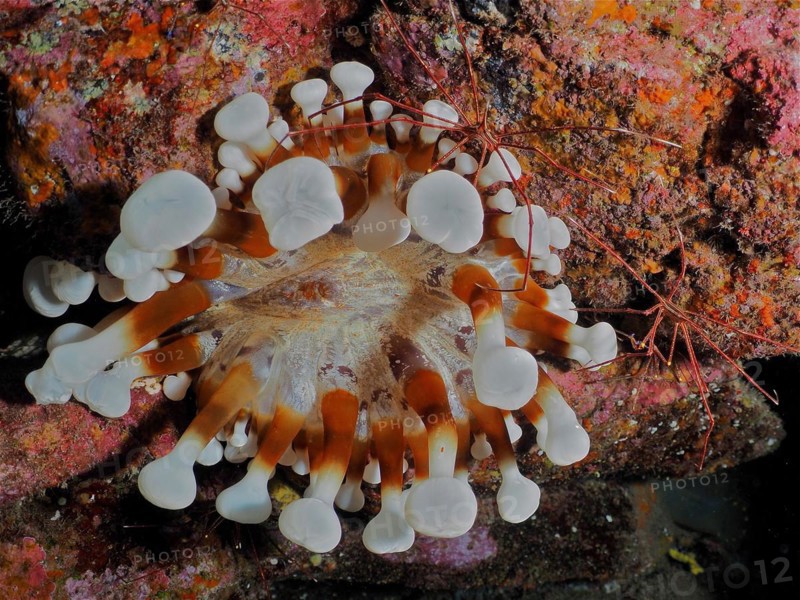 Brown club-tipped anemone