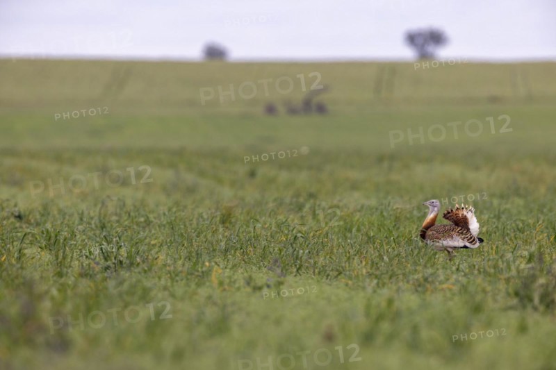 Great bustard