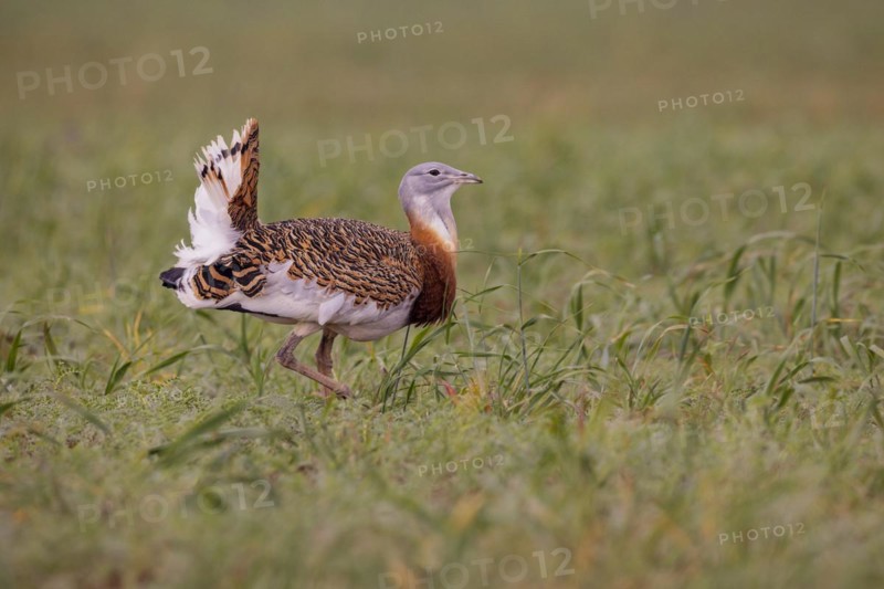 Great bustard