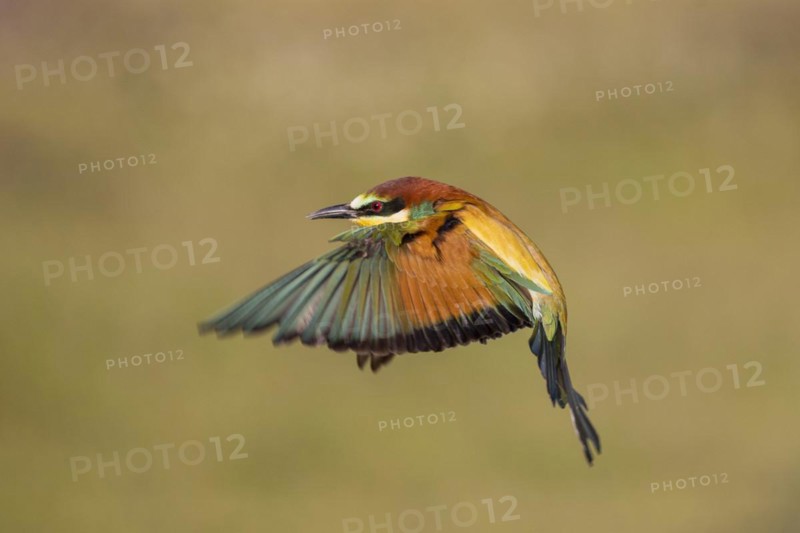 European bee-eater
