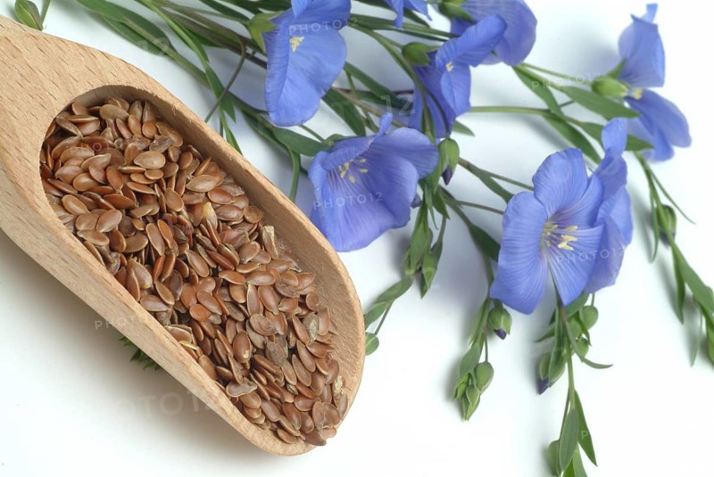 Medicinal plant Linseed