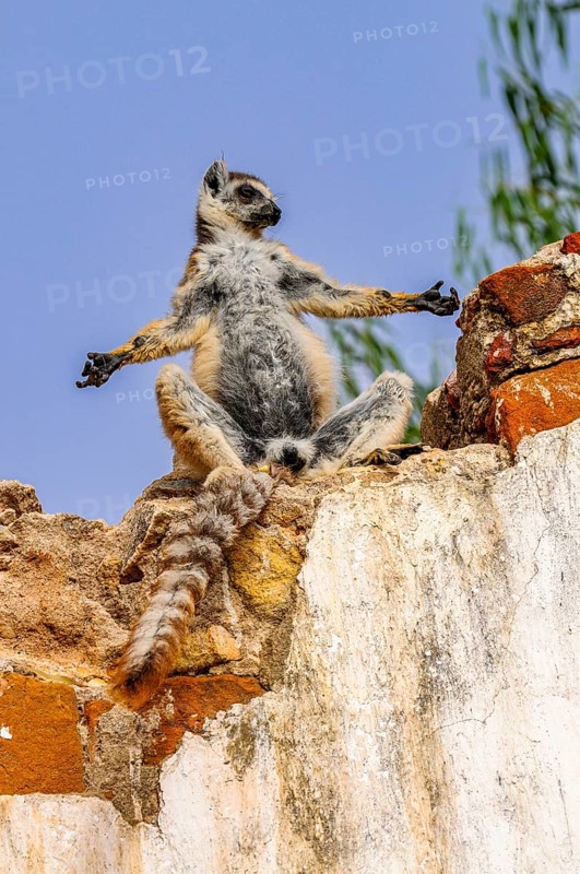 Ring-tailed Lemur