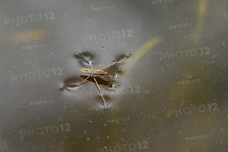 Common pond skater