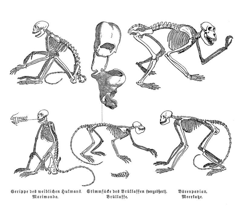 Evolution