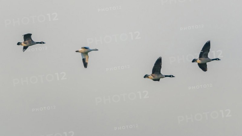 Snow Goose