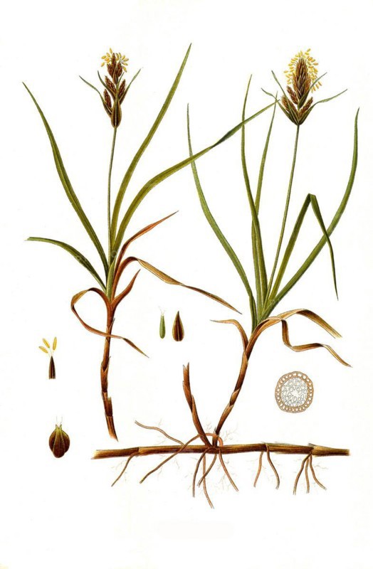 Medicinal plant