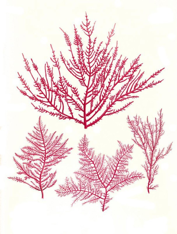 Useful plant