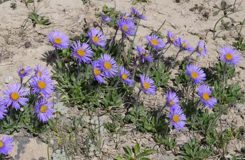 Alpine aster