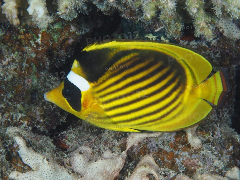 Diagonal butterflyfish