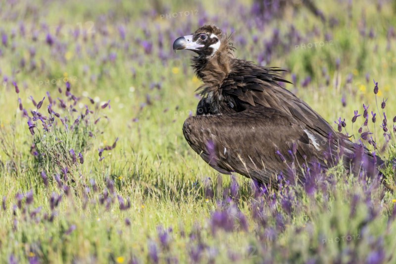 Cinereous vulture