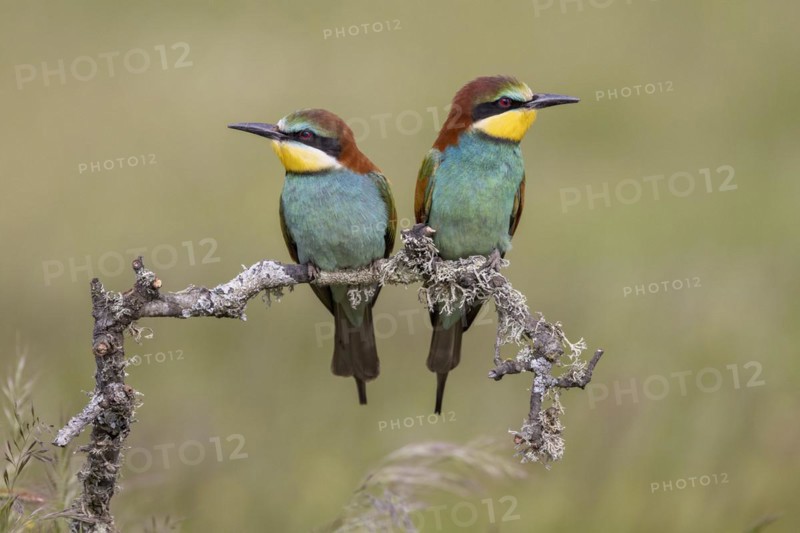 European bee-eater
