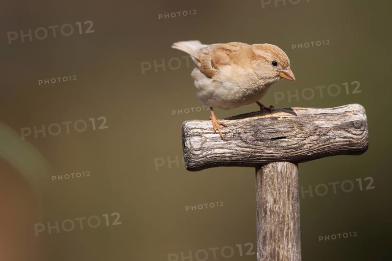 House sparrow