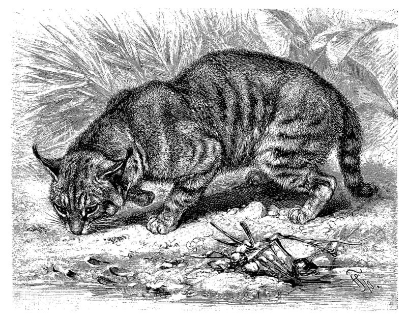 Cane cat
