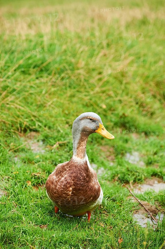Domestic mallard