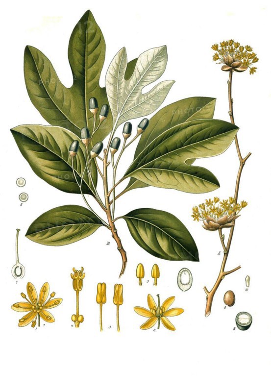 Medicinal plant