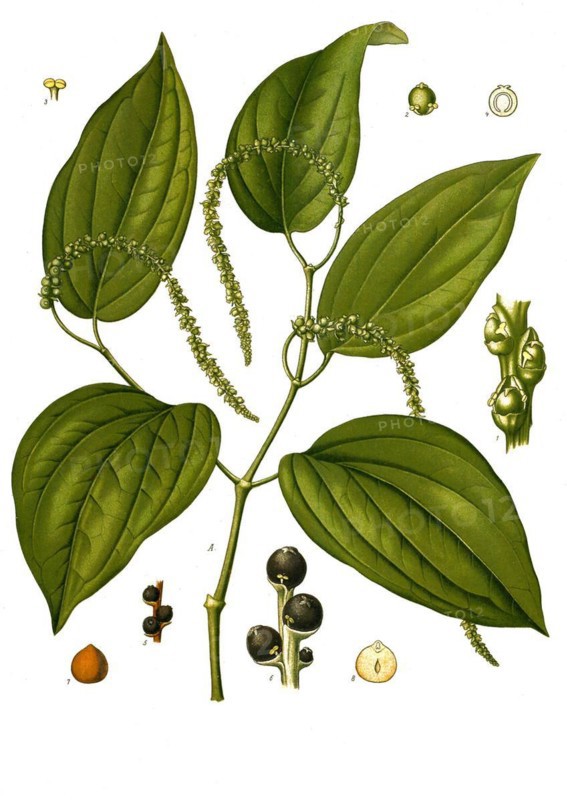 Medicinal plant