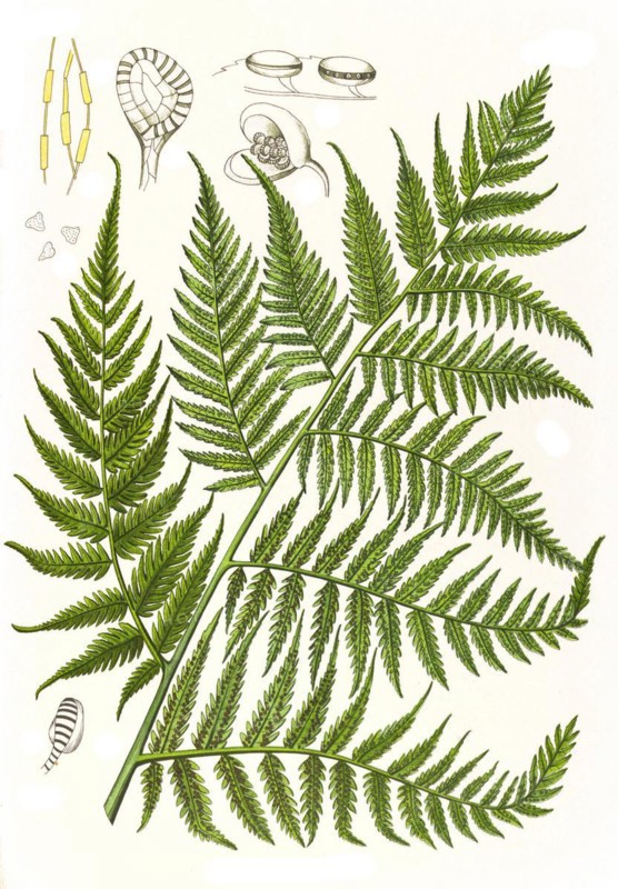 Medicinal plant
