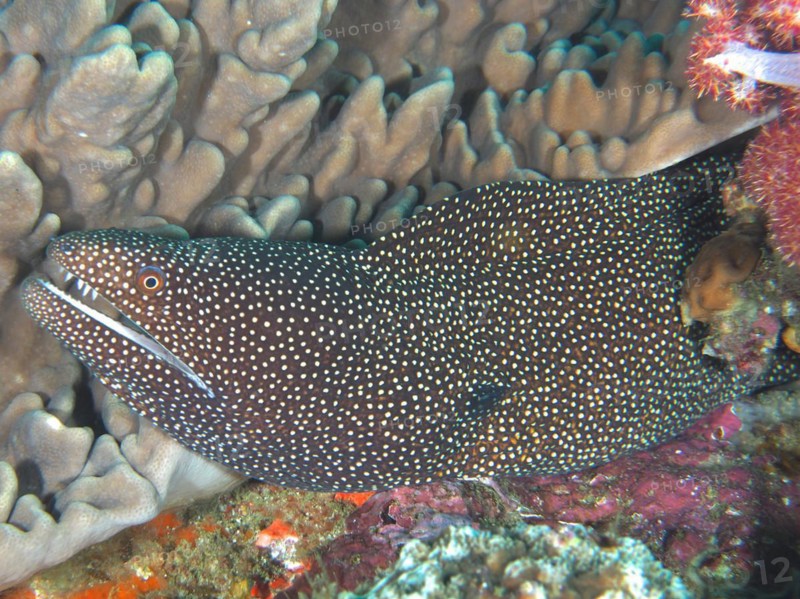 Turkey moray