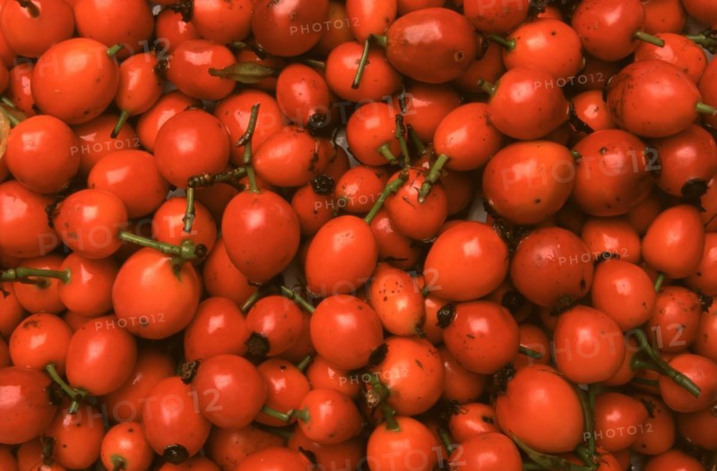 Rose hips
