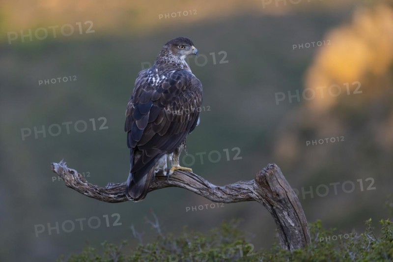Bonellis eagle