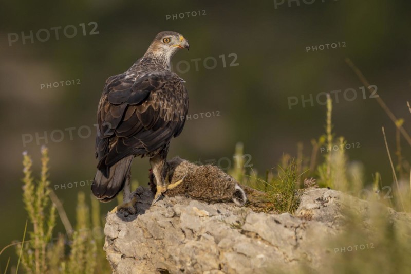 Bonellis eagle