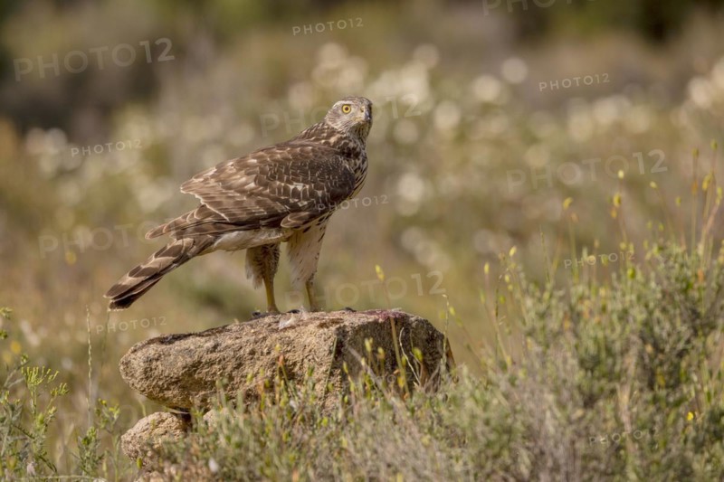 Northern goshawk