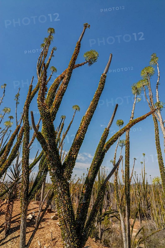 Spiny forest in the Berenty private reserve
