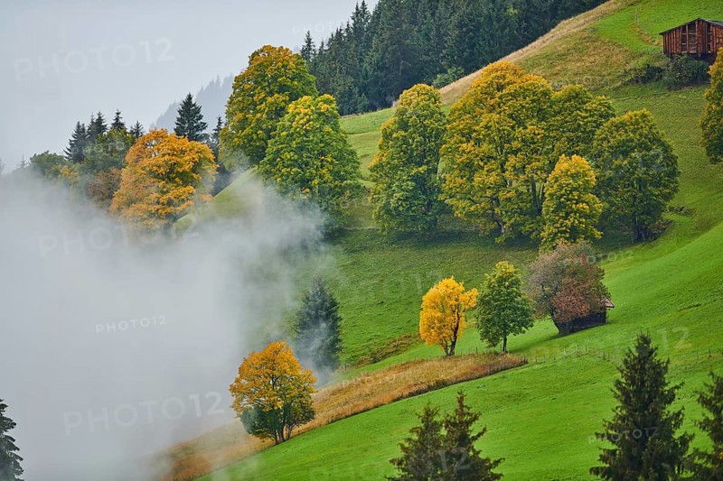 Norway maple