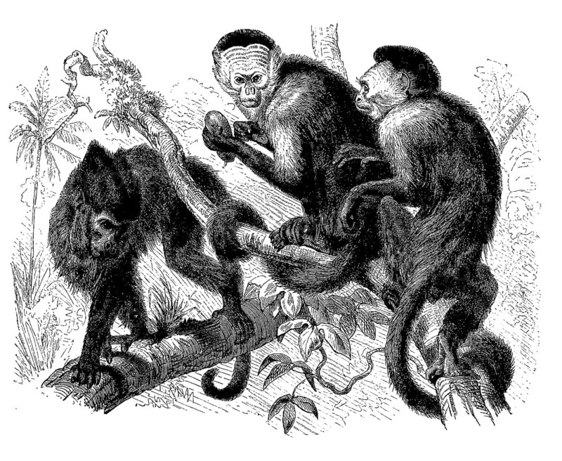 Tufted capuchins