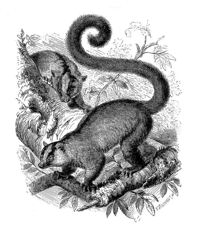 Masoala fork-marked lemur