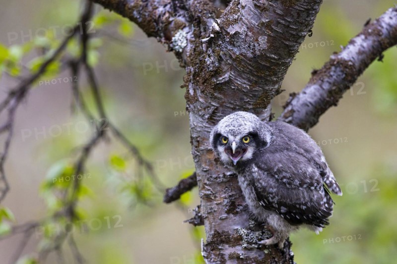 Northern hawk owl