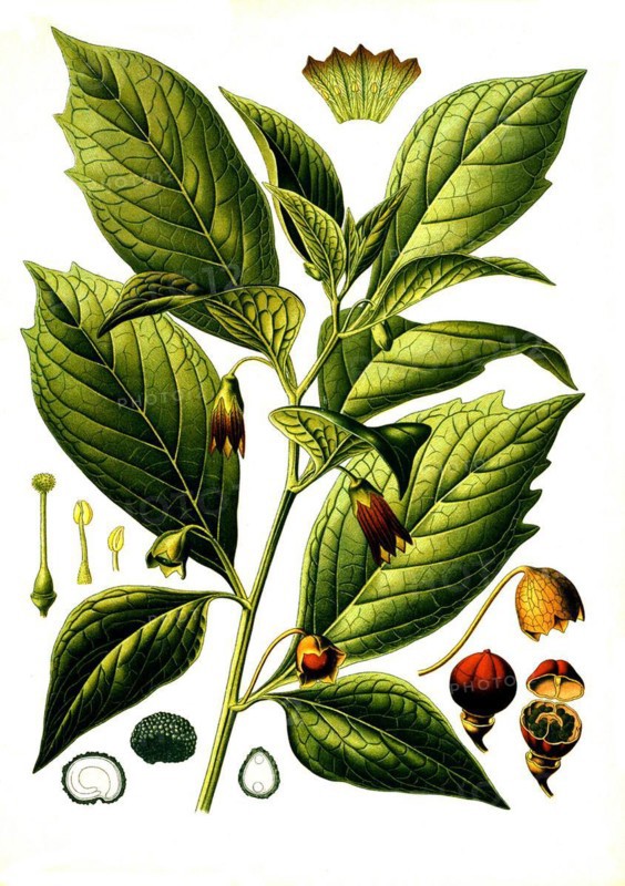 Medicinal plant