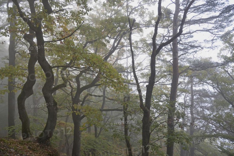 Gnarled oak trees