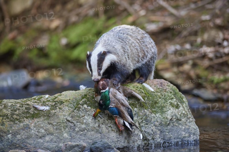 European badger