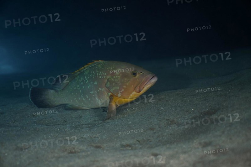 Dusky grouper