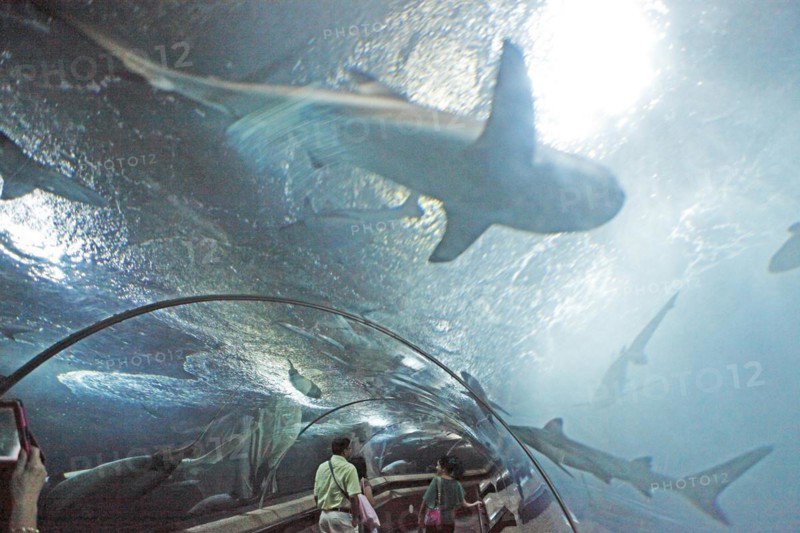Walking through a fish tank at Underwater World