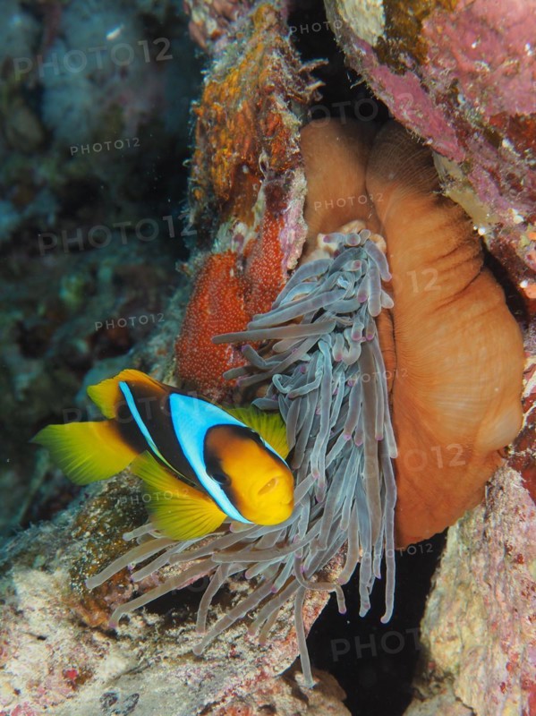 A red sea clownfish