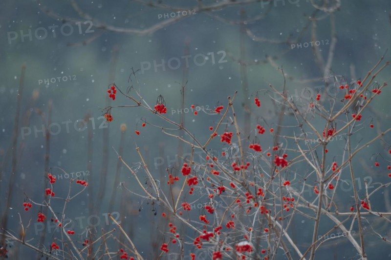 Common guelder rose