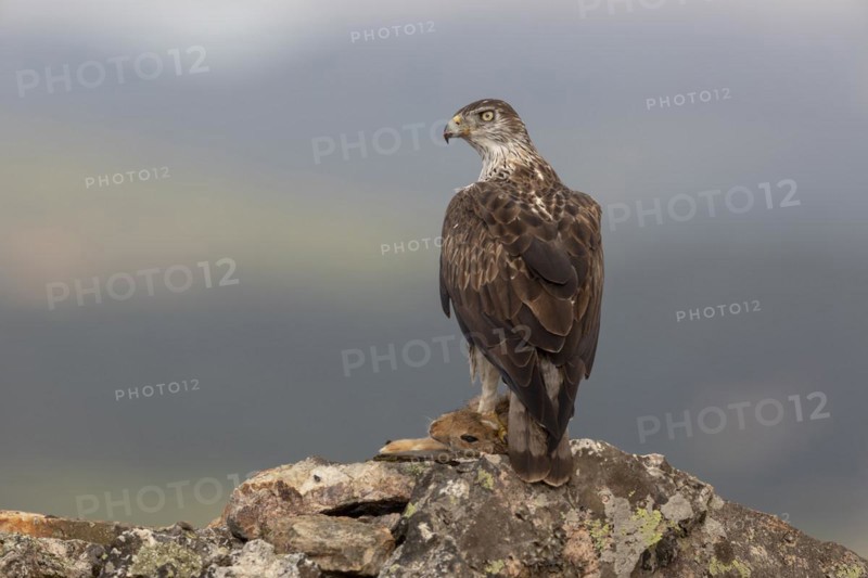 Bonellis eagle
