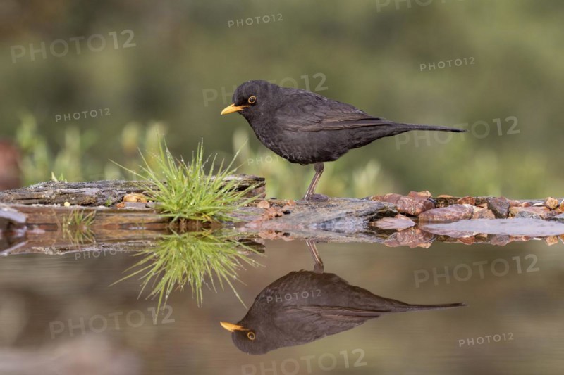 Blackbird
