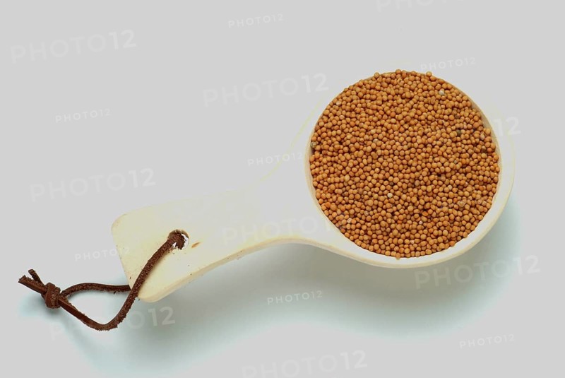 Medicinal plant White mustard