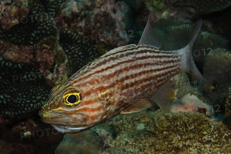 Largetoothed cardinalfish
