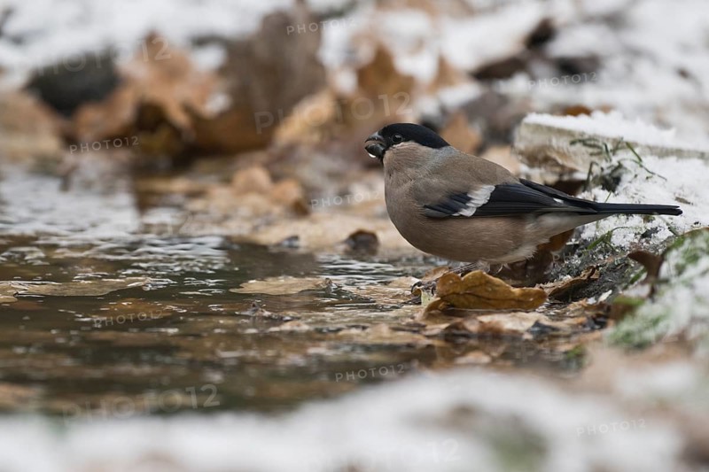 Eurasian bullfinch